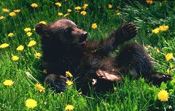 bear cub