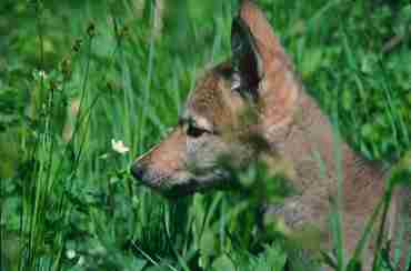 wolf cub